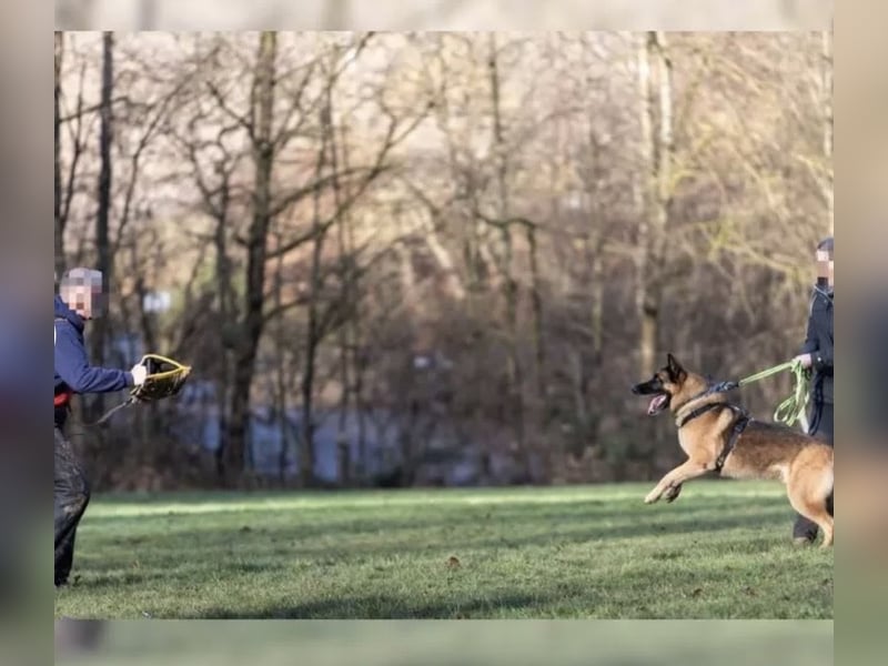 X-Mechelaar Deckrüde (Deutscher Schäferhund x Malinois)