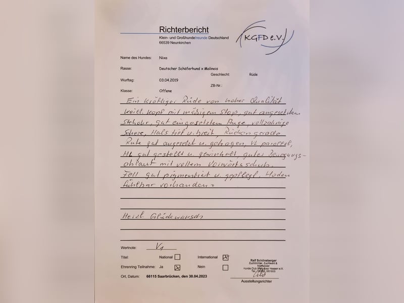 X-Mechelaar Deckrüde (Deutscher Schäferhund x Malinois)