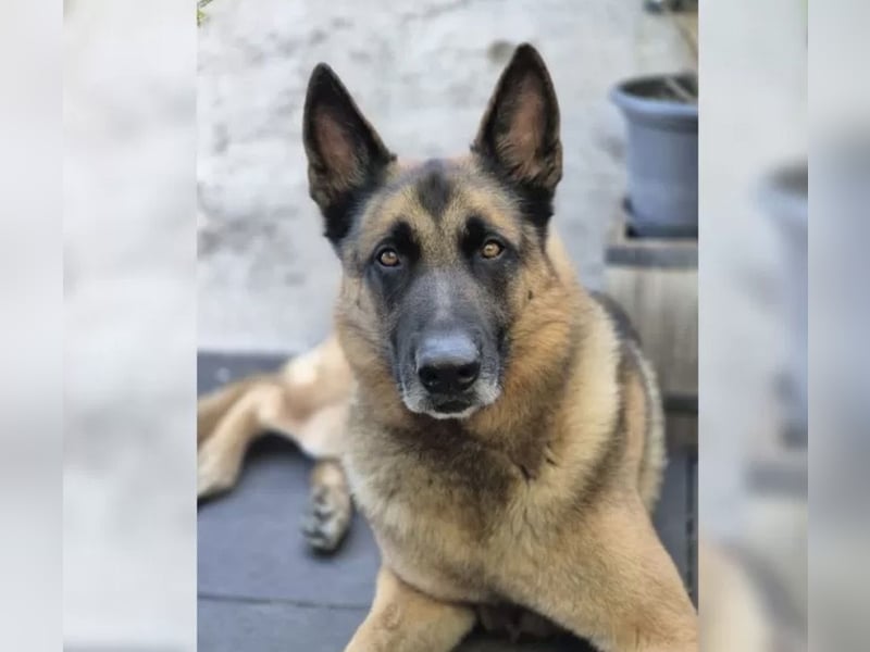 X-Mechelaar Deckrüde (Deutscher Schäferhund x Malinois)