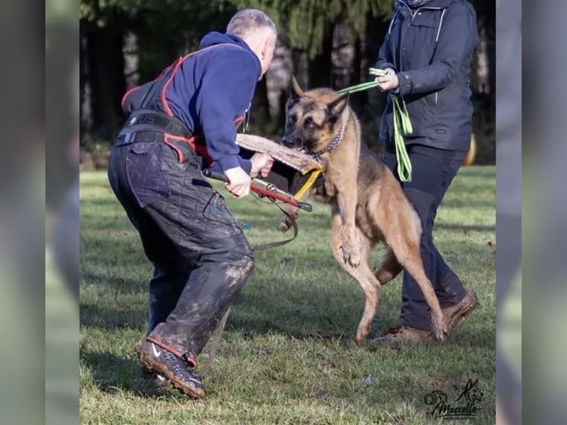 X-Mechelaar Deckrüde (Deutscher Schäferhund x Malinois)