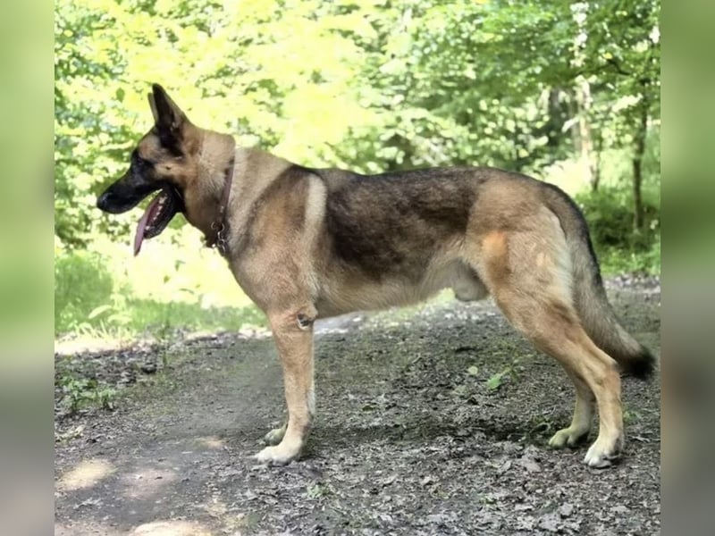X-Mechelaar Deckrüde (Deutscher Schäferhund x Malinois)