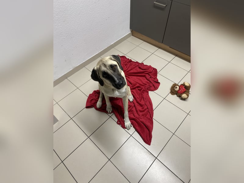 Luna Maus sucht ein herzliches Zuhause