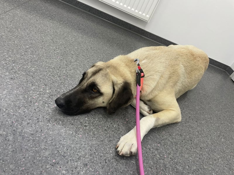 Luna Maus sucht ein herzliches Zuhause