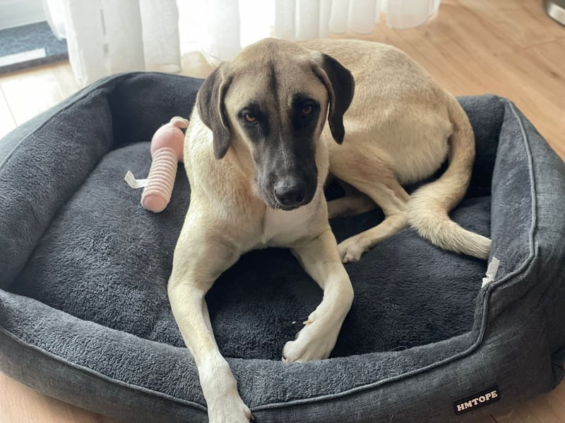 Luna Maus sucht ein herzliches Zuhause