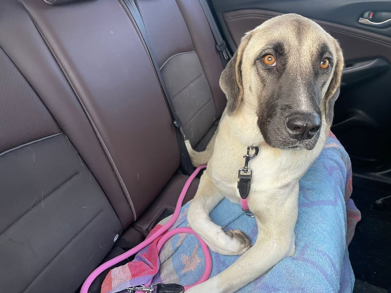 Luna Maus sucht ein herzliches Zuhause