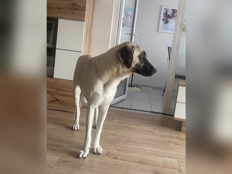 Luna Maus sucht ein herzliches Zuhause