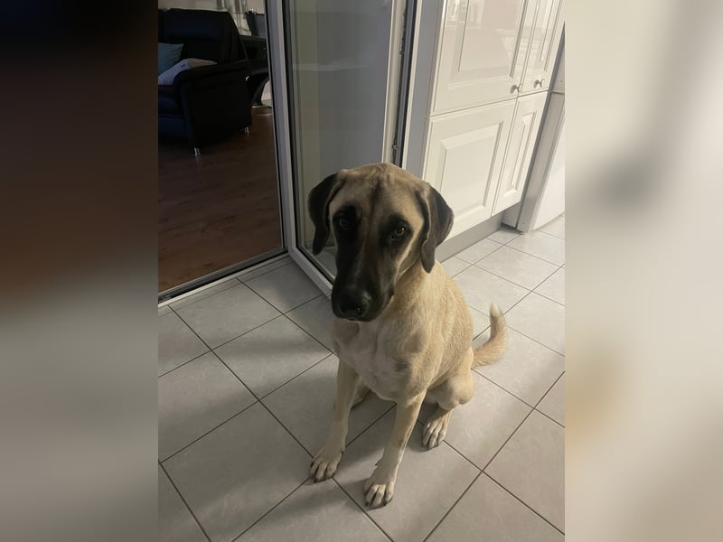 Luna Maus sucht ein herzliches Zuhause