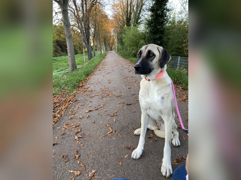 Luna Maus sucht ein herzliches Zuhause