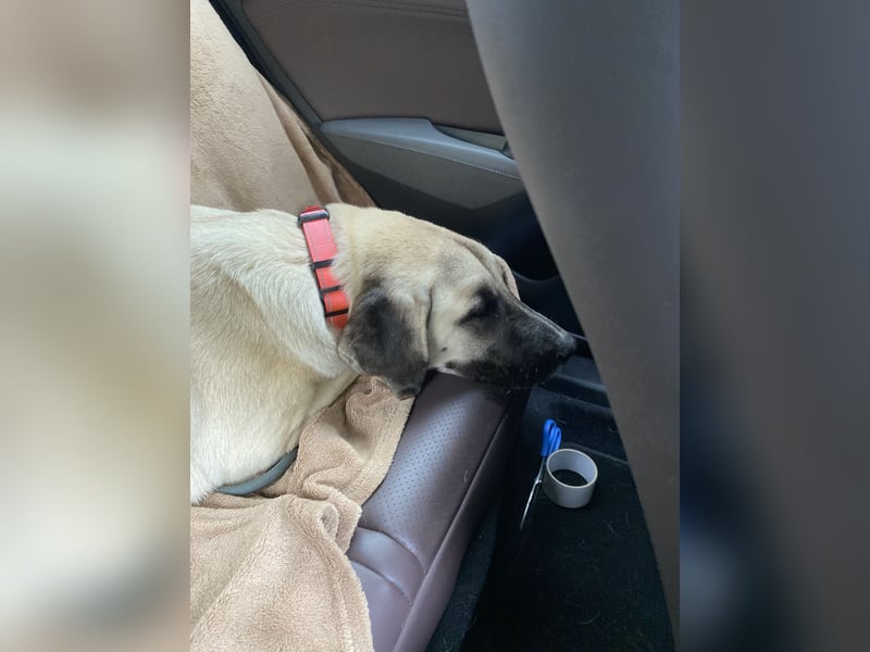 Luna Maus sucht ein herzliches Zuhause