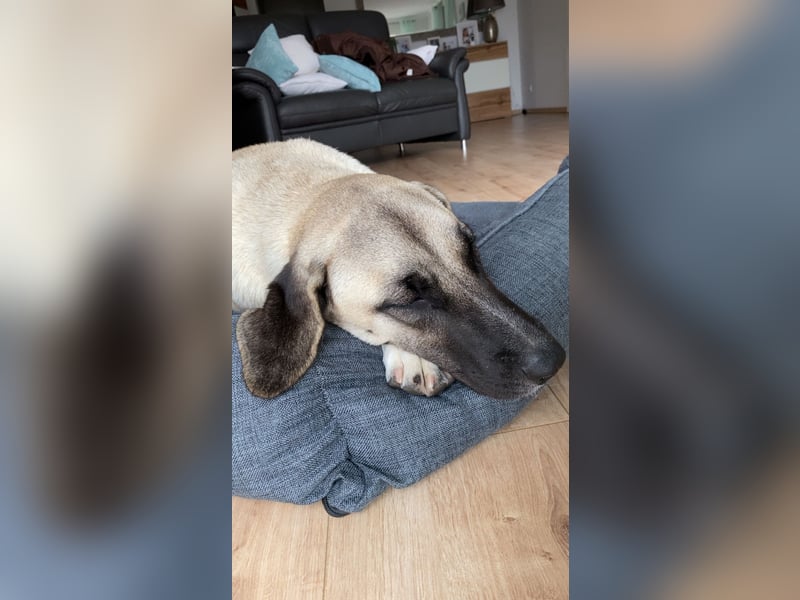 Luna Maus sucht ein herzliches Zuhause