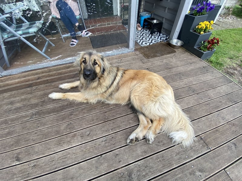 Leonberger Bernhardiner Mix