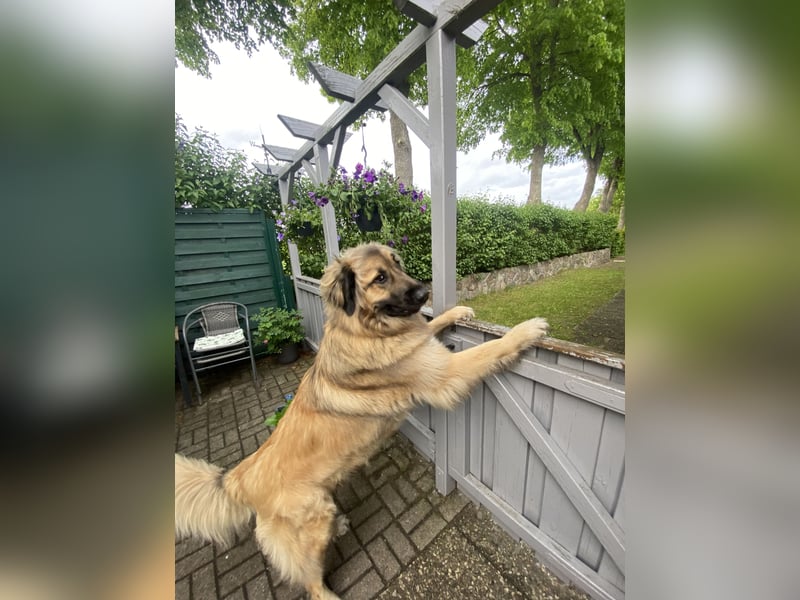 Leonberger Bernhardiner Mix