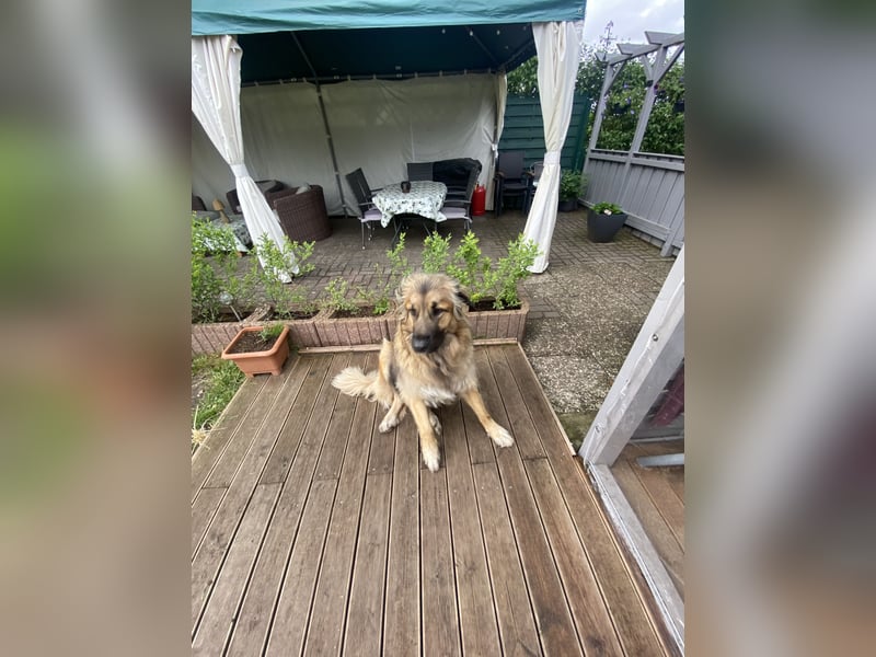 Leonberger Bernhardiner Mix