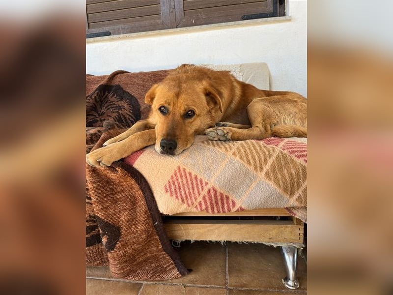 Seelenhund Miquel sucht seine Für-Immer-Menschen