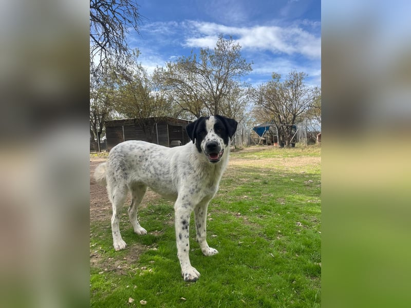 Apollo - sanfter Hund sucht geduldige Menschen