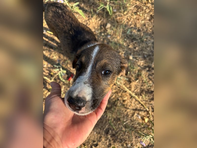 Thomas - sanfter Hundewelpe mit großem Herz