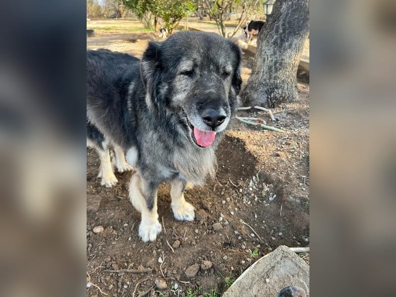 Sparta - kuscheliger Hundeopi sucht gemütliches Körbchen