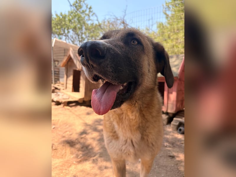 Phoenix - Herzenshund sucht sein großes Glück