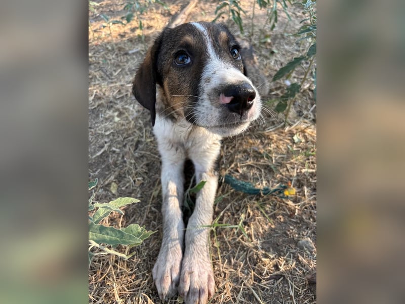 Thomas - sanfter Hundewelpe mit großem Herz