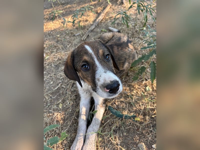 Thomas - sanfter Hundewelpe mit großem Herz