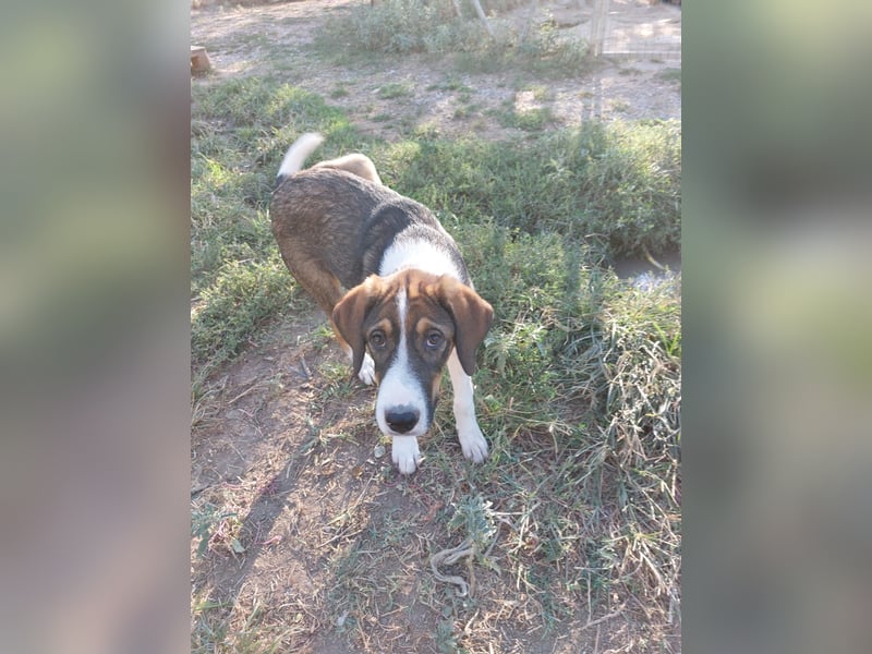 Thomas - sanfter Hundewelpe mit großem Herz