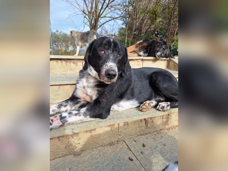 Phos - ein Hund, dessen Geschichte berührt