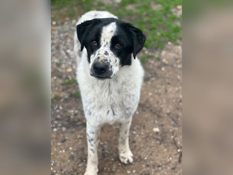Apollo - sanfter Hund sucht geduldige Menschen
