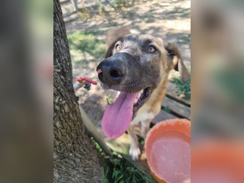 Phoenix - Herzenshund sucht sein großes Glück