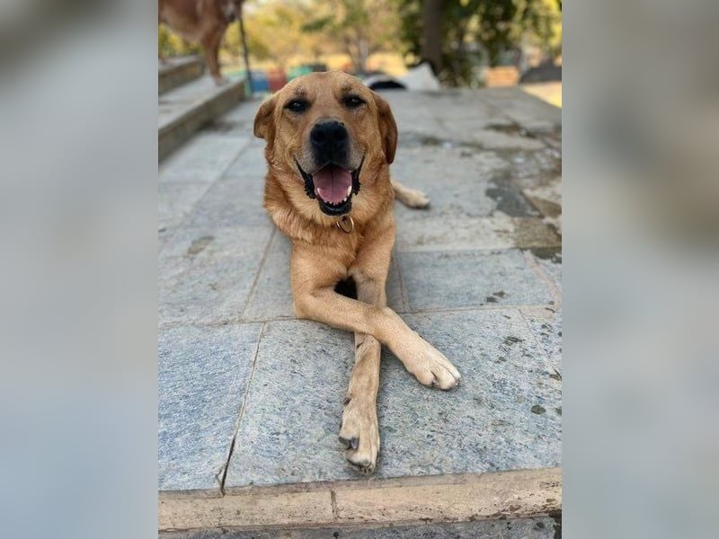 Seelenhund Miquel sucht seine Für-Immer-Menschen