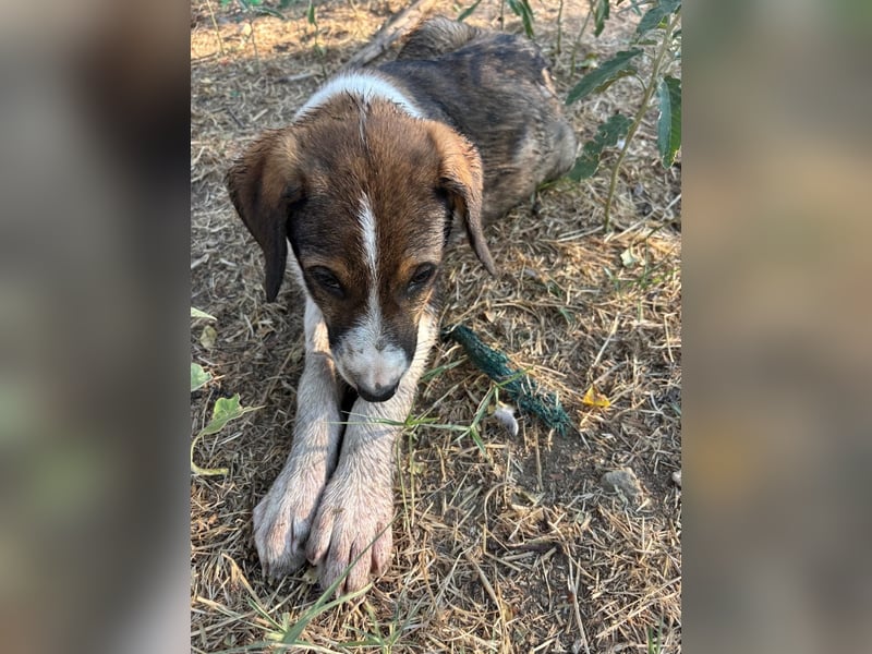 Thomas - sanfter Hundewelpe mit großem Herz