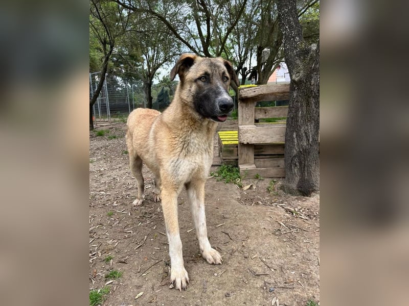 Phoenix - Herzenshund sucht sein großes Glück