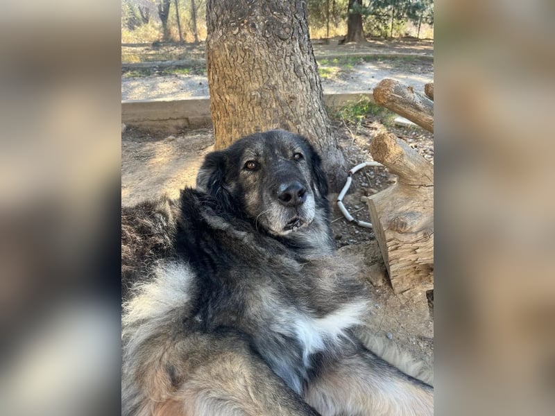 NOTFALL - Letzter liebevoller Platz für Hundeopa Sparta gesucht