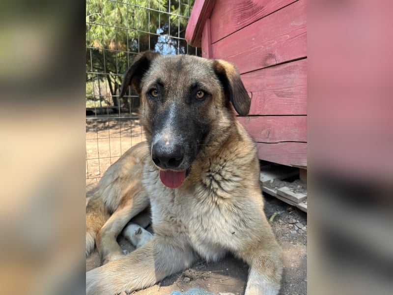 Phoenix - Herzenshund sucht sein großes Glück