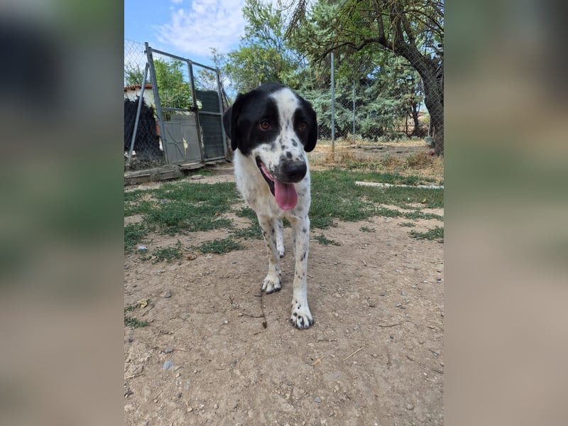 Apollo - sanfter Hund sucht geduldige Menschen