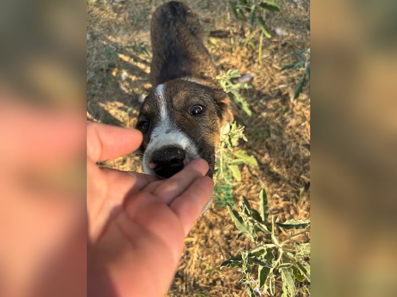 Thomas - sanfter Hundewelpe mit großem Herz