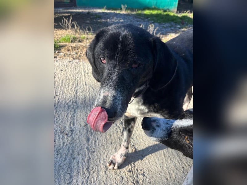 Phos - ein Hund, dessen Geschichte berührt