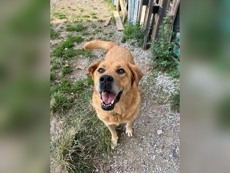 Seelenhund Miquel sucht seine Für-Immer-Menschen