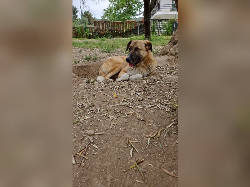 Phoenix - Herzenshund sucht sein großes Glück