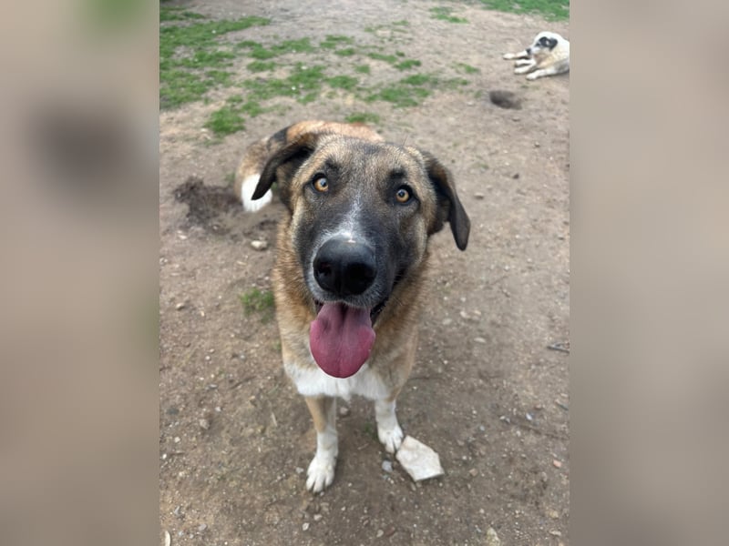 Phoenix - Herzenshund sucht sein großes Glück