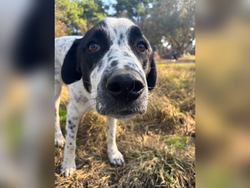 Apollo - sanfter Hund sucht geduldige Menschen