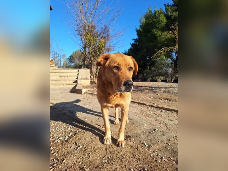 Seelenhund Miquel sucht seine Für-Immer-Menschen