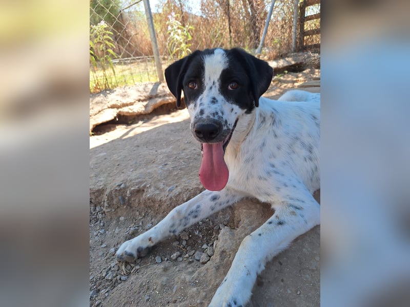 Apollo - sanfter Hund sucht geduldige Menschen
