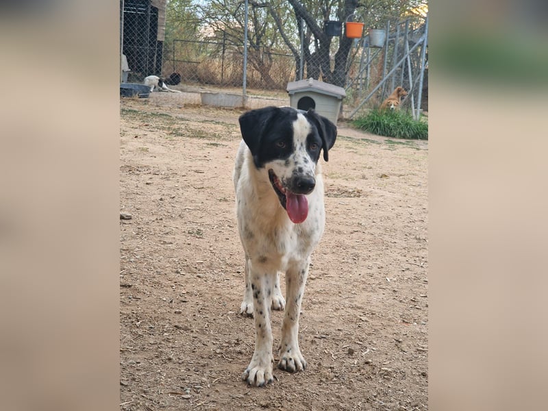 Apollo - sanfter Hund sucht geduldige Menschen