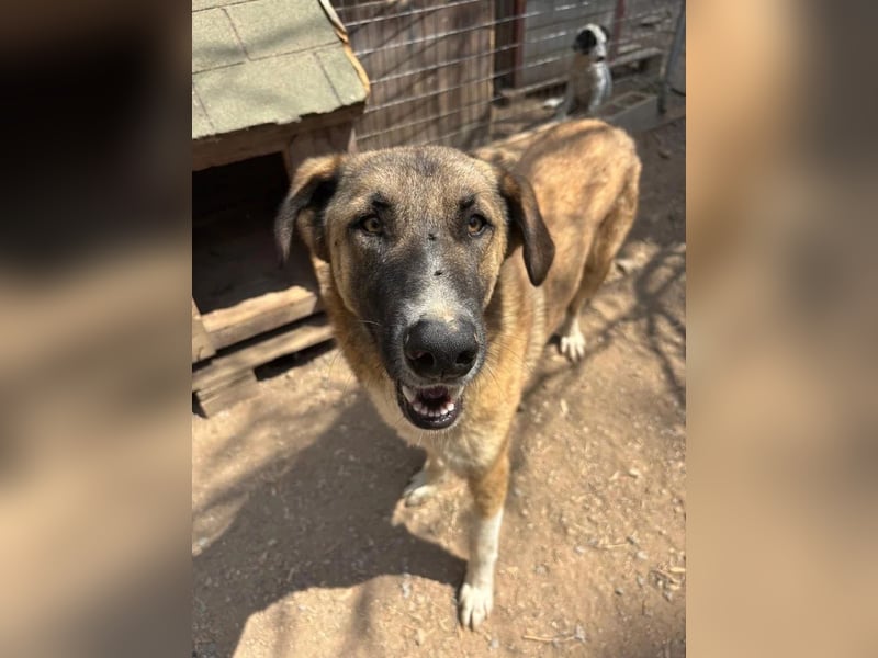 Phoenix - Herzenshund sucht sein großes Glück