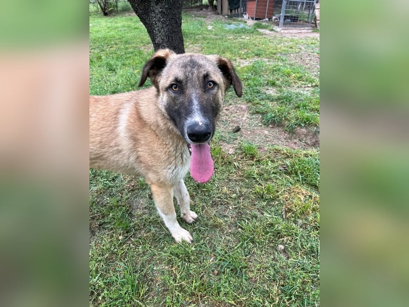 Phoenix - Herzenshund sucht sein großes Glück