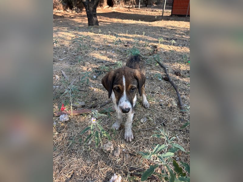 Thomas - sanfter Hundewelpe mit großem Herz