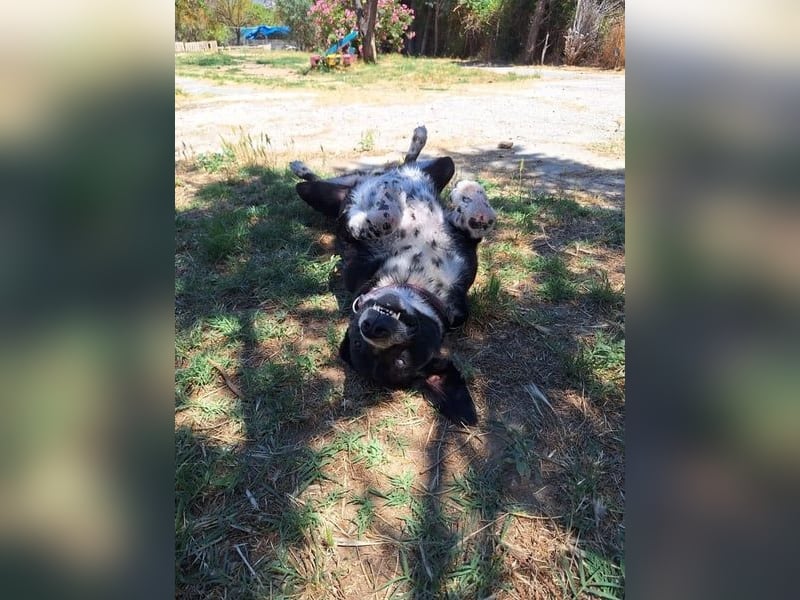 Phos - ein Hund, dessen Geschichte berührt