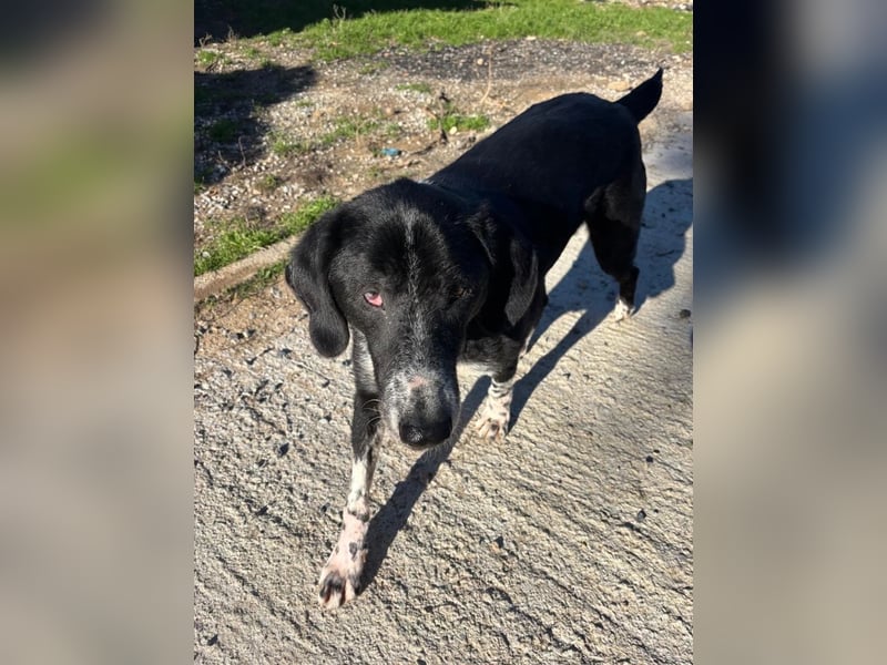 Phos - ein Hund, dessen Geschichte berührt