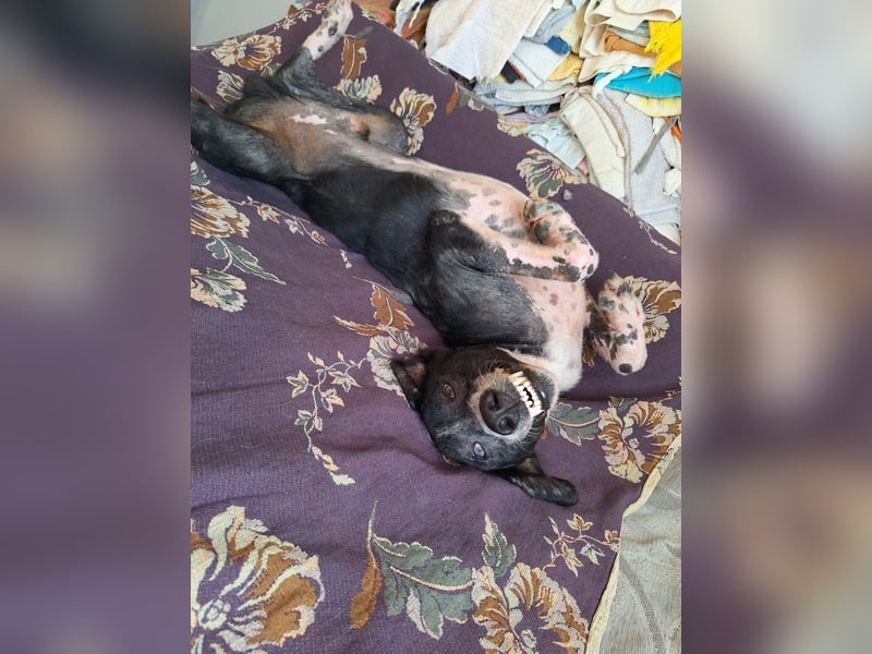 Phos - ein Hund, dessen Geschichte berührt