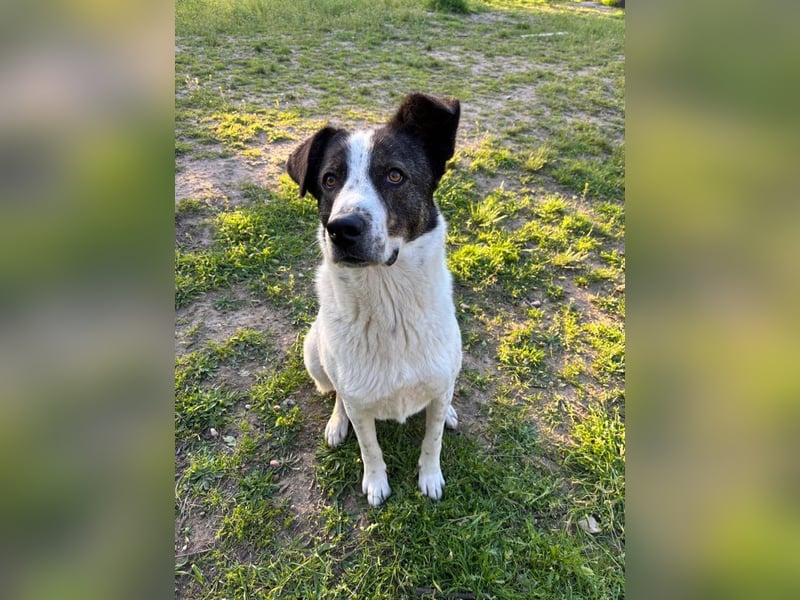 Herzenshund Johnny wartet
